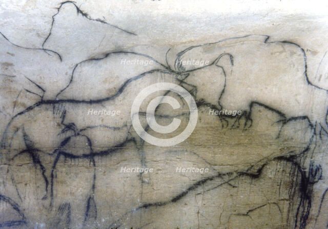 Chapel of mammoths (Pech-Merle Cave): black horse and bisons, they have been represented by the p…