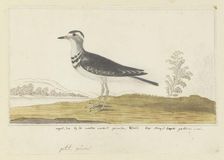Charadrius tricollaris (Three-banded sandplover), 1777-1786. Creator: Robert Jacob Gordon