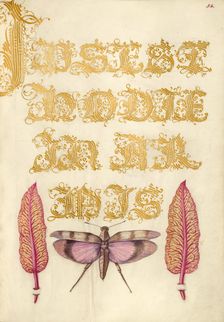 Chard Leaves and Red-Winged Grasshopper, 1561-1562; illumination added 1591-1596. Creator: Joris Hoefnagel