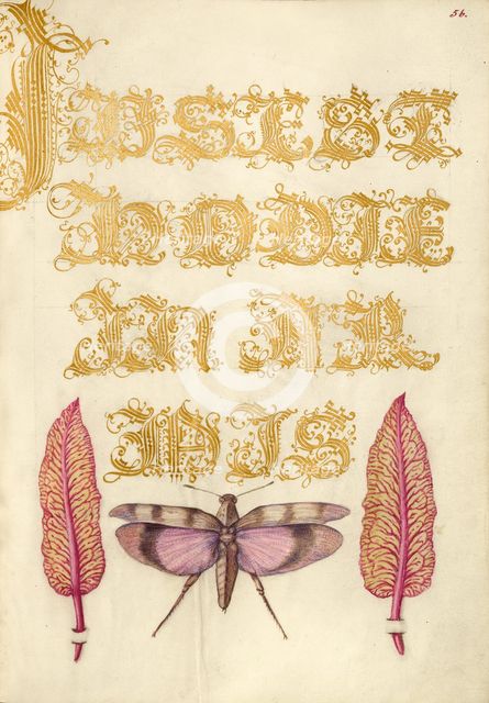 Chard Leaves and Red-Winged Grasshopper, 1561-1562; illumination added 1591-1596. Creator: Joris Hoefnagel.