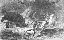 Charge of the Black Rhinoceros; Life in a South African Colony 1875. Creator: Unknown