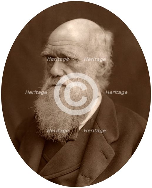 Charles Darwin, 1878.Artist: Lock & Whitfield
