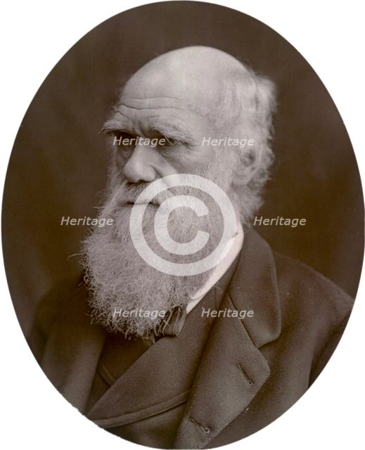 Charles Darwin, 1878. Creator: Lock & Whitfield.