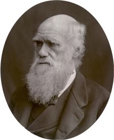 Charles Darwin, 1878. Creator: Lock & Whitfield