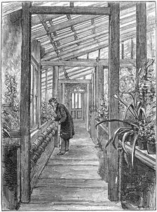 Charles Darwin (1809-1882), English naturalist, in his greenhouse