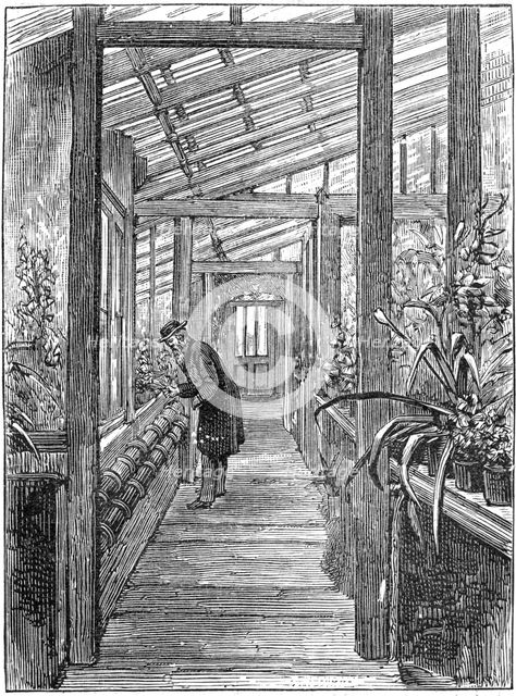 Charles Darwin (1809-1882), English naturalist, in his greenhouse. Creator: Unknown.
