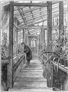 Charles Darwin (1809-1882), English naturalist, in his greenhouse. Creator: Unknown