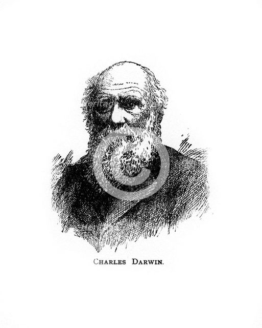Charles Darwin, 19th century British naturalist, (20th century). Artist: Unknown