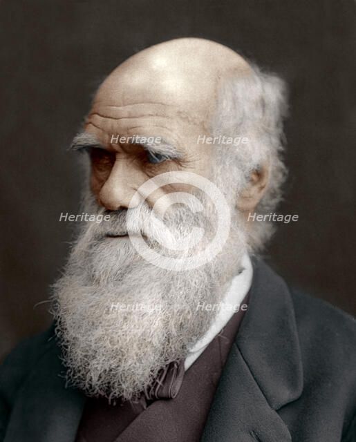 Charles Darwin, British naturalist, 1878. Artist: Unknown