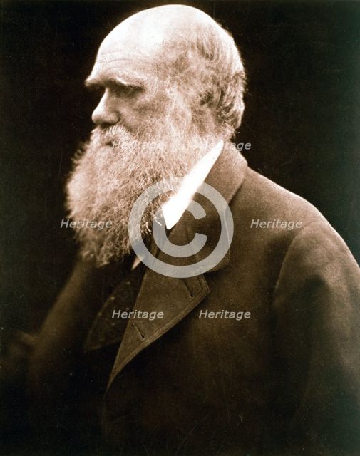 Charles Darwin, British naturalist, c1870s. Creator: Julia Margaret Cameron.