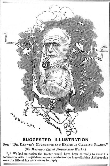 Charles Darwin, English naturalist, 1875. Creator: Edward Linley Sambourne.