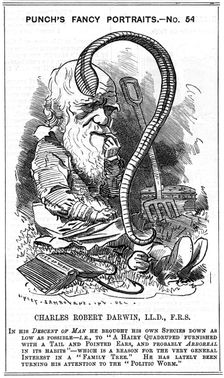 Charles Darwin, English naturalist, 1881. Creator: Edward Linley Sambourne