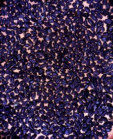 Charred wheat and barley grains, from the Cova de l'Or (Beniarres, Alicante)
