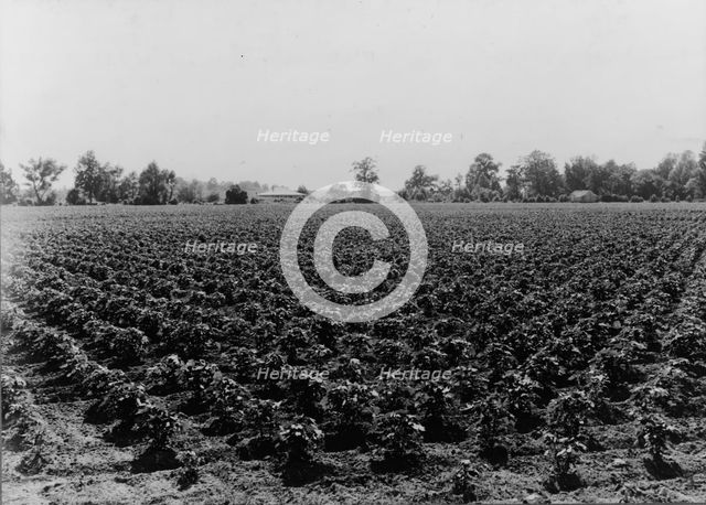 Check row planted cotton, Touchberry Plantation, Issaquena County, Mississippi, 1937. Creator: Dorothea Lange.