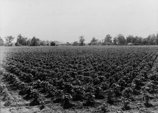 Check row planted cotton, Touchberry Plantation, Issaquena County, Mississippi, 1937. Creator: Dorothea Lange