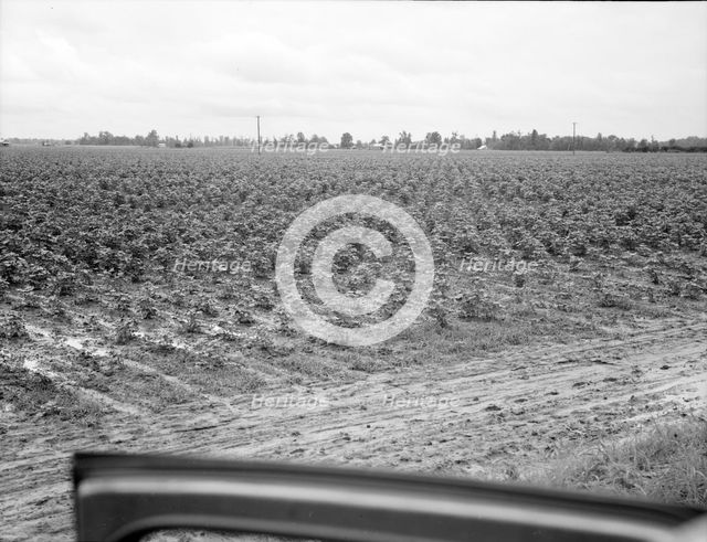 Check row planting of cotton, Mississippi Delta near Greenville, Mississippi, 1936. Creator: Dorothea Lange.