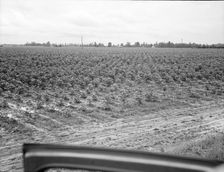 Check row planting of cotton, Mississippi Delta near Greenville, Mississippi, 1936. Creator: Dorothea Lange