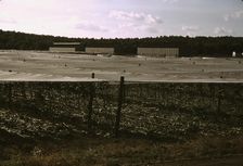 Cheesecloth covering used in growing shade grown tobacco, Suffield, Conn., 1940. Creator: Jack Delano