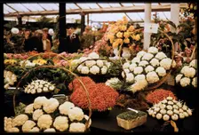 Chelsea Flower Show, London, 1962. Creator: Norman Barnard