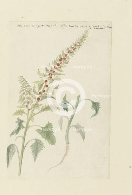 Chenopodium foliosum Aschers, formerly Blitum vergatum (Leafy goosefoot), 1778-1786. Creator: Robert Jacob Gordon.