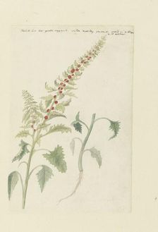 Chenopodium foliosum Aschers, formerly Blitum vergatum (Leafy goosefoot), 1778-1786. Creator: Robert Jacob Gordon