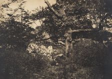 Chêne dans les rochers à Fontainebleau, 1849-52. Creator: Gustave Le Gray