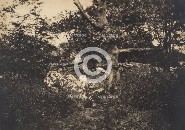 Chêne dans les rochers à Fontainebleau, 1849-52. Creator: Gustave Le Gray.