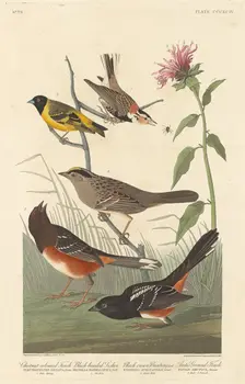 Chestnut-colored Finch, Black-headed Siskin, Black Crown Bunting and Arctic Ground Finch, 1837. Creator: Robert Havell