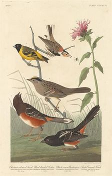 Chestnut-colored Finch, Black-headed Siskin, Black Crown Bunting and Arctic Ground Finch, 1837. Creator: Robert Havell