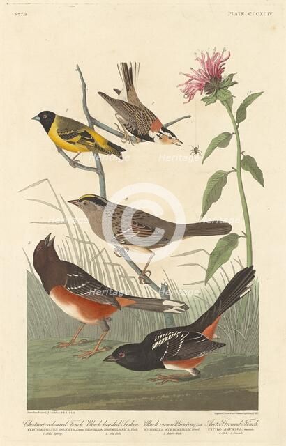 Chestnut-colored Finch, Black-headed Siskin, Black Crown Bunting and Arctic Ground Finch, 1837. Creator: Robert Havell.