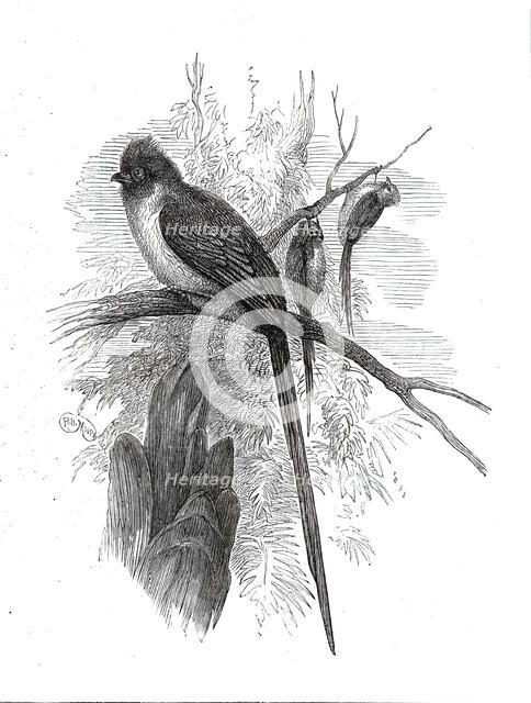Chestnut-backed Coly, at the Zoological Society's Gardens...1876. Creator: Unknown.