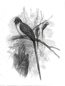 Chestnut-backed Coly, at the Zoological Society's Gardens...1876. Creator: Unknown