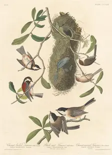 Chestnut-backed Titmouse, Black-capped Titmouse and Chestnut-crowned Titmouse, 1837. Creator: Robert Havell