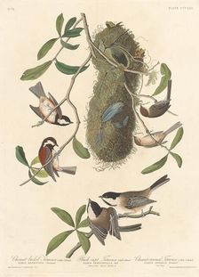 Chestnut-backed Titmouse, Black-capped Titmouse and Chestnut-crowned Titmouse, 1837. Creator: Robert Havell
