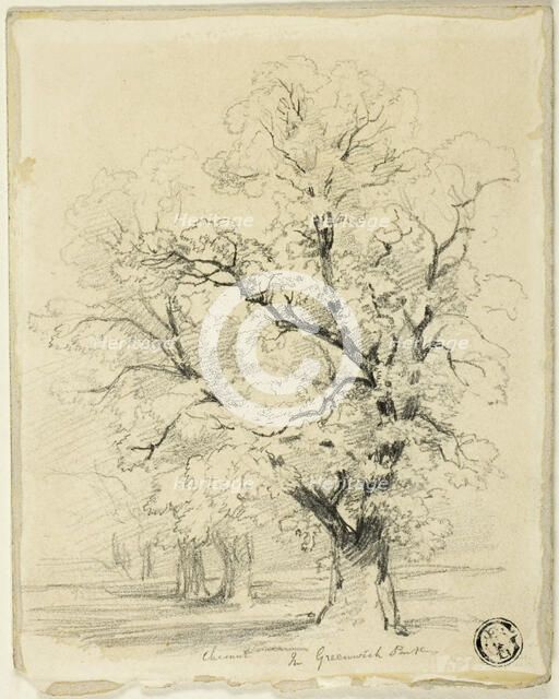 Ches[t]nut in Greenwich Park, n.d. Creator: Thomas Creswick.