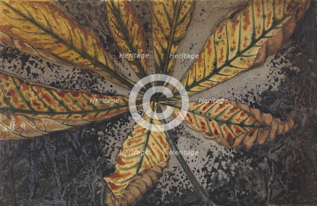 Chestnut leaf, 1887-1924. Creator: Julie de Graag.