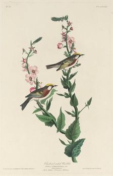 Chestnut-sided Warbler, 1829. Creator: Robert Havell