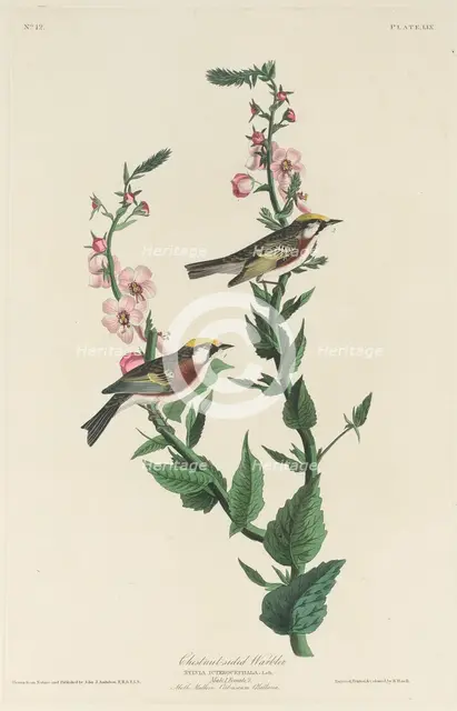 Chestnut-sided Warbler, 1829. Creator: Robert Havell.
