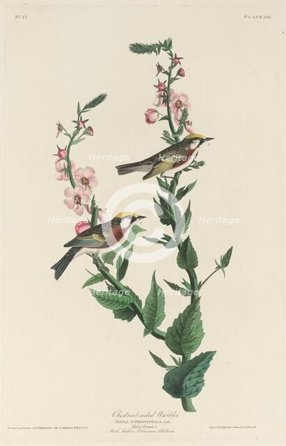 Chestnut-sided Warbler, 1829. Creator: Robert Havell.
