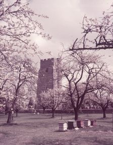Cherry blossom, Newington, Kent, c1955. Creator: Arthur Charles Kirby Ware