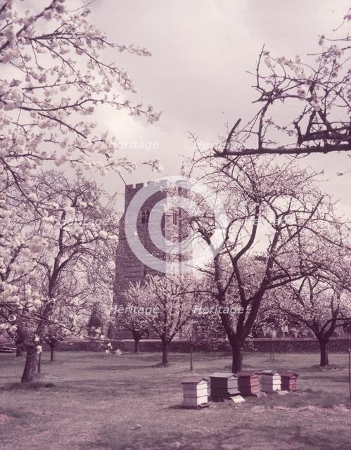 Cherry blossom, Newington, Kent, c1955.  Creator: Arthur Charles Kirby Ware.
