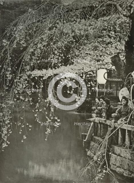 'Cherry-Blossom Time in Japan', 1910. Creator: Herbert Ponting.