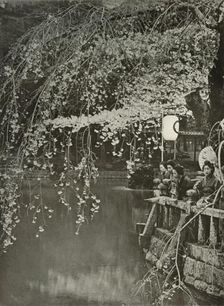 Cherry-Blossom Time in Japan 1910. Creator: Herbert Ponting