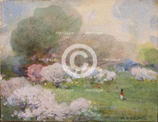 Cherry Blossoms, n.d. Creator: William Henry Holmes.
