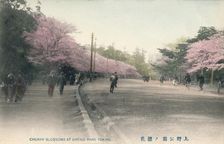 Cherry Blossoms At Uyeno Park Tokyo c1910