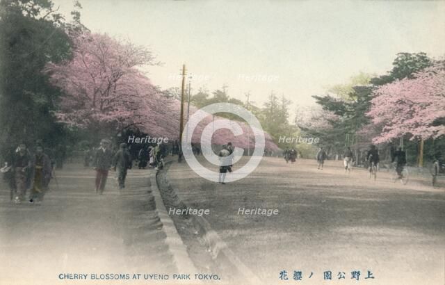 'Cherry Blossoms At Uyeno Park Tokyo', c1910. Artist: Unknown.