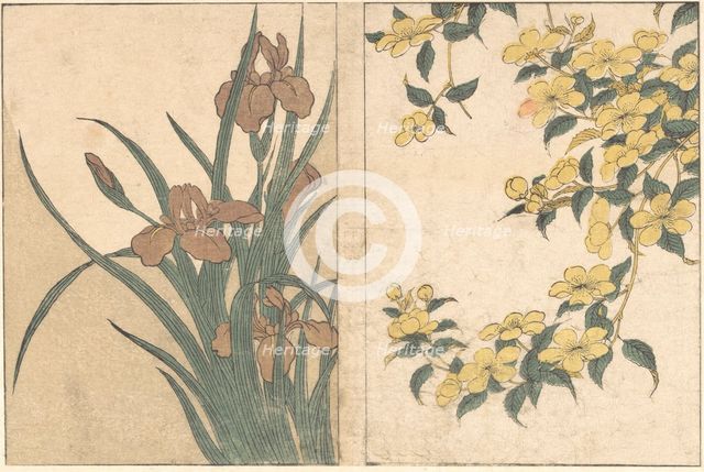 Cherry Blossoms and Irises, from the illustrated book Flowers of the Four Seasons, 1801. Creator: Kitagawa Utamaro.
