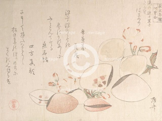 Cherry Blossoms and Shells, 19th century., 19th century. Creator: Shinsai.