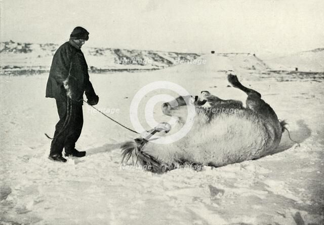 'Cherry-Garrard Giving His Pony 'Michael' A Roll in the Snow', c1911, (1913). Artist: Herbert Ponting.