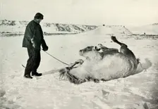 Cherry-Garrard Giving His Pony Michael A Roll in the Snow c1911, (1913). Artist: Herbert Ponting